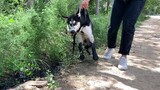 [Hewan] Kehidupan pedesaan yang bahagia dari seekor husky