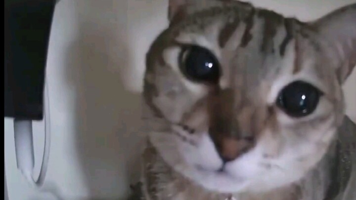 There’s only a big cat face in the camera.