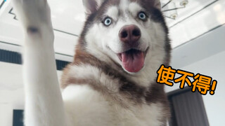 当二哈来骂你时，突然给它一个大逼兜会怎样？