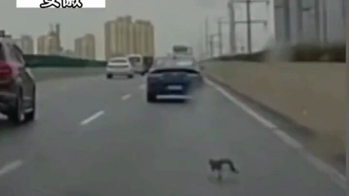 แมวโผล่ออกมาอย่างกะทันหันขณะรถกำลังวิ่งบนทางยกระดับ