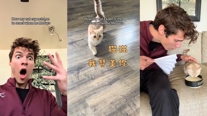 แมวน้อย! ข้าขอสรรเสริญเจ้า!