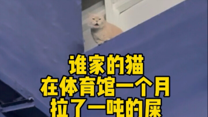 Bagaimana Kotoran Seekor Kucing Bisa Membuat Tingkat Amonia di Gimnasium Melampaui Batas?