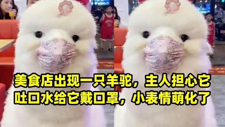 A llama showed up at a food shop; its owner, worried it might spit, put a mask on it—the little guy’