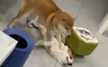 Dường như đội Anh vẫn chưa phục lắm.