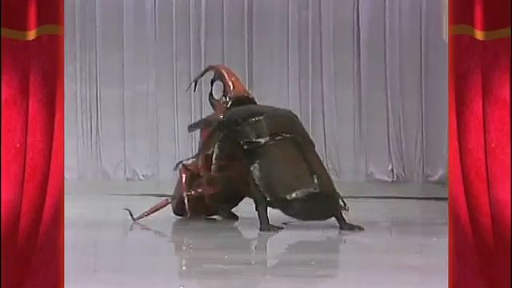 Beetle Battle | Amazing Performers - Masquerade TV