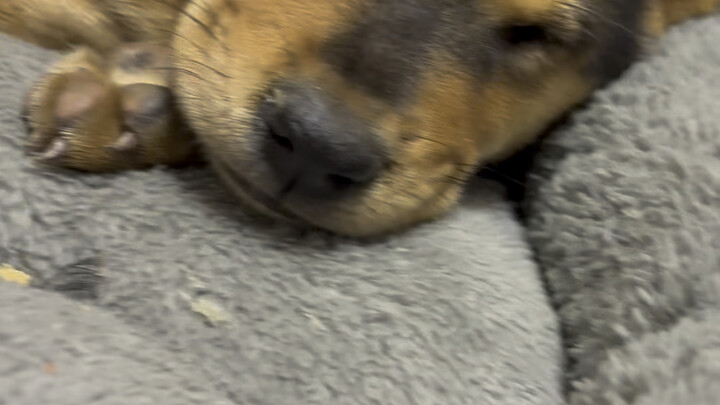 ซื้อหมาประจำวันมาได้