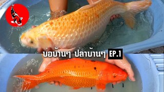 บ่อบ้านๆปลาคาร์ฟบ้านๆ EP.1 ล้นกะละมัง