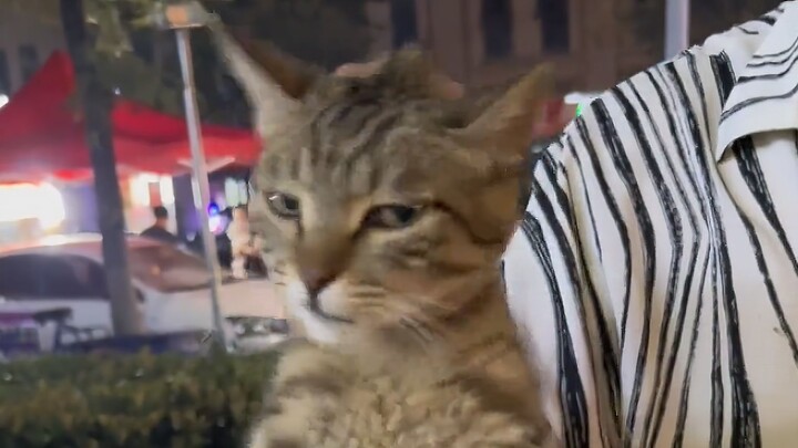 Cat: Bring that crappy video of yours to court!