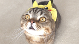 [Mèo cưng] Kittisaurus: Pikachu lulu