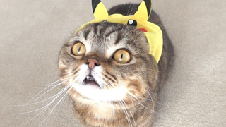 Pikachu LuLu! | Kittisaurus