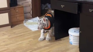 Real-time footage of a tiger hunting