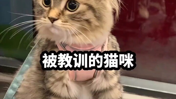 A roundup of cats who’ve been taught a lesson by their human owners