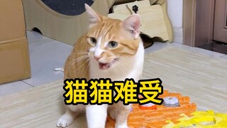 猫咪真的会精确的告诉铲屎他生病了！！