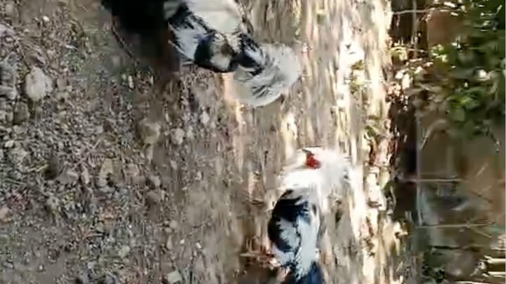 Spar ng larry romero grey na nabili sa atin 7months old na sila