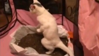 Video collection of stupid animals