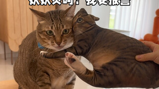 Bantal kucing jelek legendaris tanpa garis tepi, jika tidak jelek akan kami kembalikan uangnya