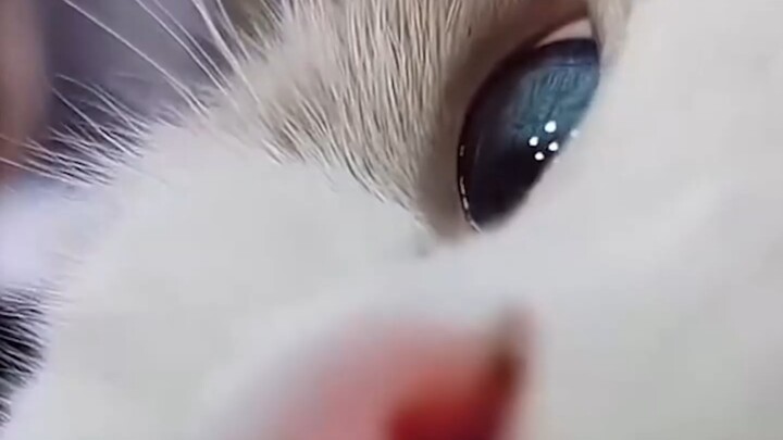 The attention-seeking kitten～