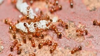 ✅swarm of fire ants go eat #Open