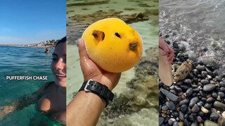 Ikan buntal: Akulah ikan paling berbahaya di Bumi!