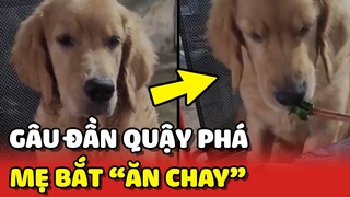 Thanh niên Gâu Đần bị mẹ bắt ĂN CHAY để TỊNH TÂM vì quá BÁO 😂 | Yêu Lu