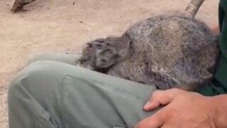 "Serigala Kelinci: Apa? Jadi begini rasanya menjadi seekor kucing?"