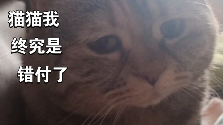 《麻麻，你再不起床猫猫就要饿死了》