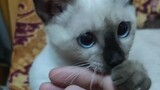 When a Siamese cat bites you, it makes a painful sound