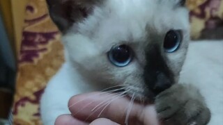 Saat kucing siam menggigit Anda, ia mengeluarkan suara yang menyakitkan