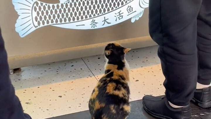 The more people who come to eat, the more the kitten eats.