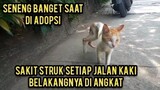 Kucing Sakit Struk Butuh Banget Tempat Tinggal Lansung Adopsi Karena Jalan Sudah Sempoyongan..!