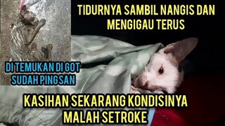 Astagfirullah Anak Kucing Yang Kecebur Got Kena Setroke Gak Bisa Gerak Ini Kondisi Sekarang..!