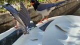 Test Blue Magpie's Hunting Ability