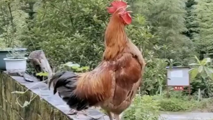 Rooster: I wanted to crow, but suddenly I remembered a joke