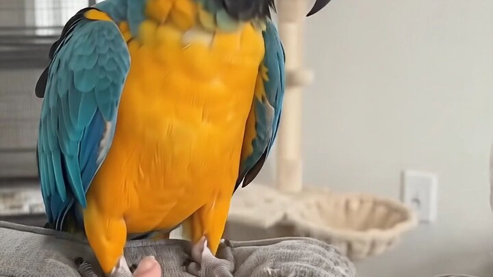 💞“My Parrot Destroyed the Sofa!💞