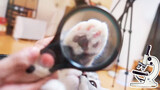 【Animal Circle】Cat's paw zoomed in x400. Puts paw under microscope.