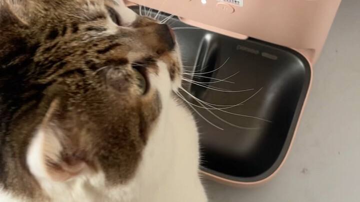 You probably did eat that meal; you just forgot about it.
