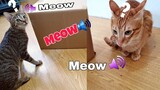 Funny Cats Reaction To Strange Meow Sound From The Box!