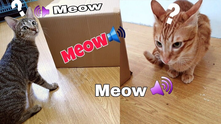 Funny Cats Reaction To Strange Meow Sound From The Box!