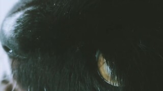 Shiro