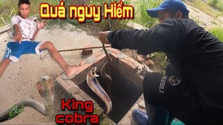 Kinh Hoàng Cặp Rắn Hổ Mang Hung Dữ Dưới Hầm Nhà Ai Nhìn Thấy Đều Bỏ Chạy  | Trần Thạch Vlogs