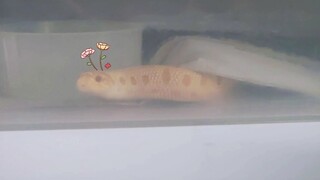 [Động vật]Cuộc sống dễ thương của bé rắn