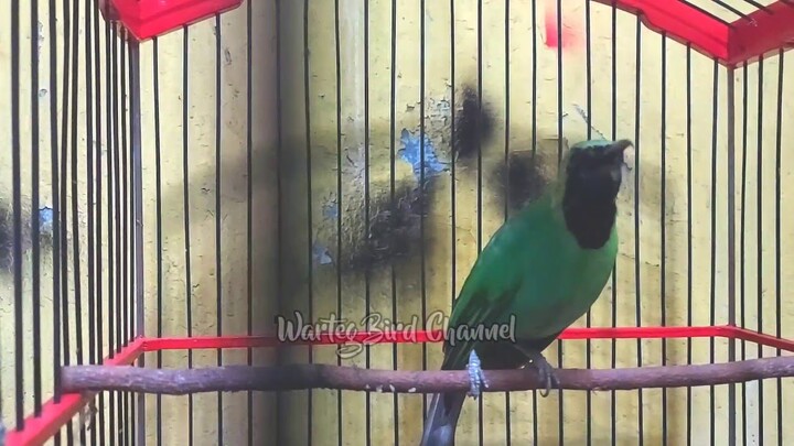 Cucak Ijo Gacor | Bikin Ijo Lain Emosi