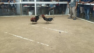 holdaper pasky