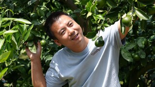 Anh em nhà Huanong: Hãy đến xem quýt ở nhà anh trai tôi, hái một ít để ăn và mua một con vịt để hầm.