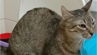 Đến cuối cùng tôi mới phát hiện ra đây là chó