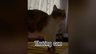 Mẹ nào mà chả thương con đến con mèo nó còn thương con nó vậy nè 😂😂 mèo cute