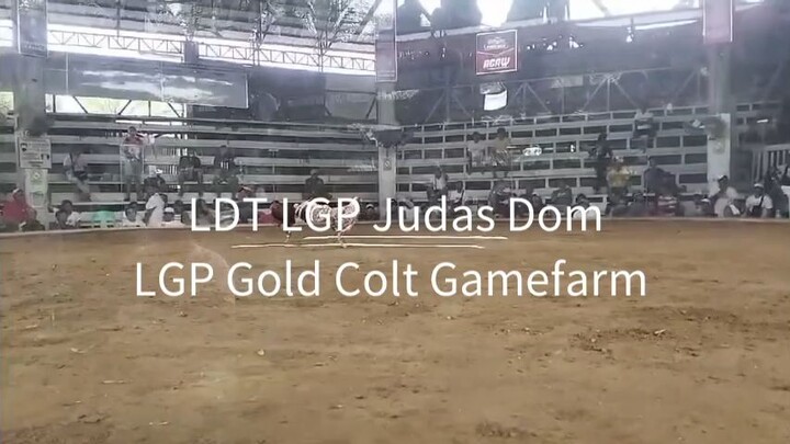LDT LGP Judas Dom LGP Gold Colt #lancedelatorrelines #lancedelatorre #bacolodbostonroundhead
