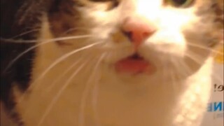 I found evidence that cats can speak human language!
