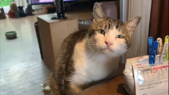 “Life as a cat takes a hundred different forms, and foodies account for half of them.”