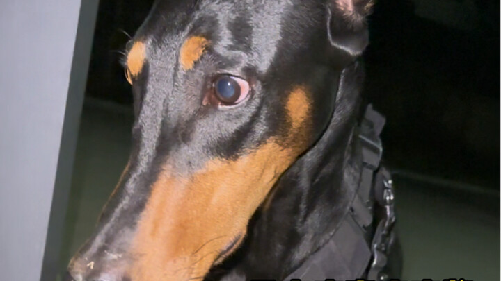 Khi chó Doberman gặp nhím… lại là một ngày kể với mẹ về Smi Ma Sai